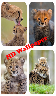 How to mod Cheetah wallpaper 1.0 unlimited apk for pc