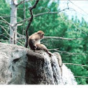 Snow Monkey - Japanese macaque
