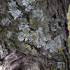 Hypogymnia Lichen