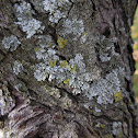 Hypogymnia Lichen