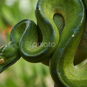 Green tree python by Sugeng Sutanto - Animals Reptiles