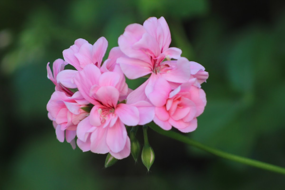 Pink geranium (malvones rosados)