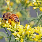 Western Honey Bee - legs packed