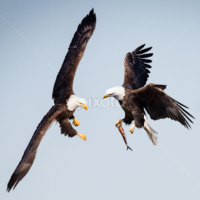 Mine. Stay Away! by Mike Trahan - Animals Birds