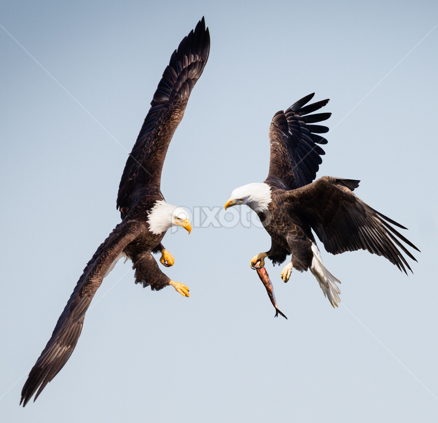 Mine. Stay Away! by Mike Trahan - Animals Birds