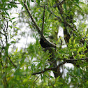 Red-winged Black Bird