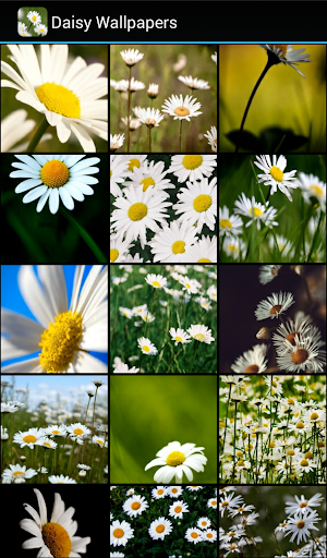 【免費個人化App】Daisy Wallpapers-APP點子