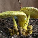 Lemon-yellow Lepiota
