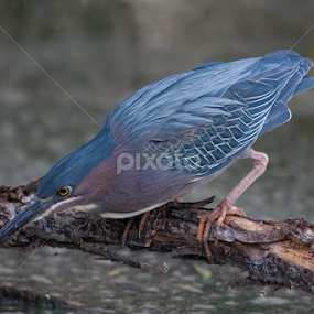 The Stare by Dave . - Animals Birds