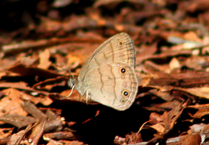 Carolina Satyr Butterfly