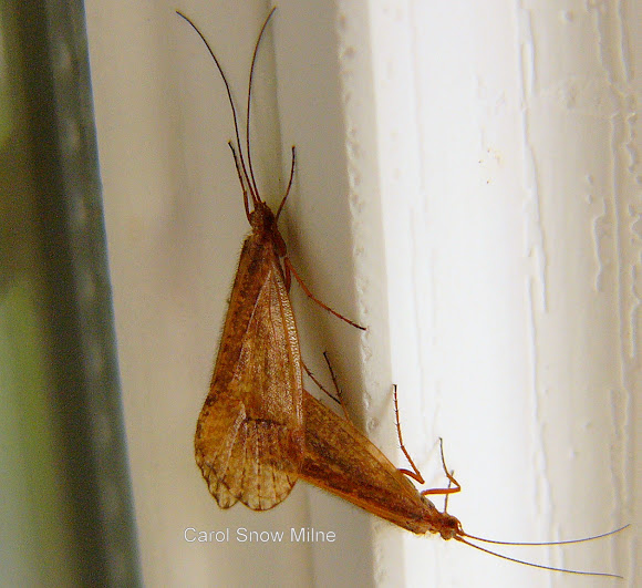 Caddisflies mating Project Noah