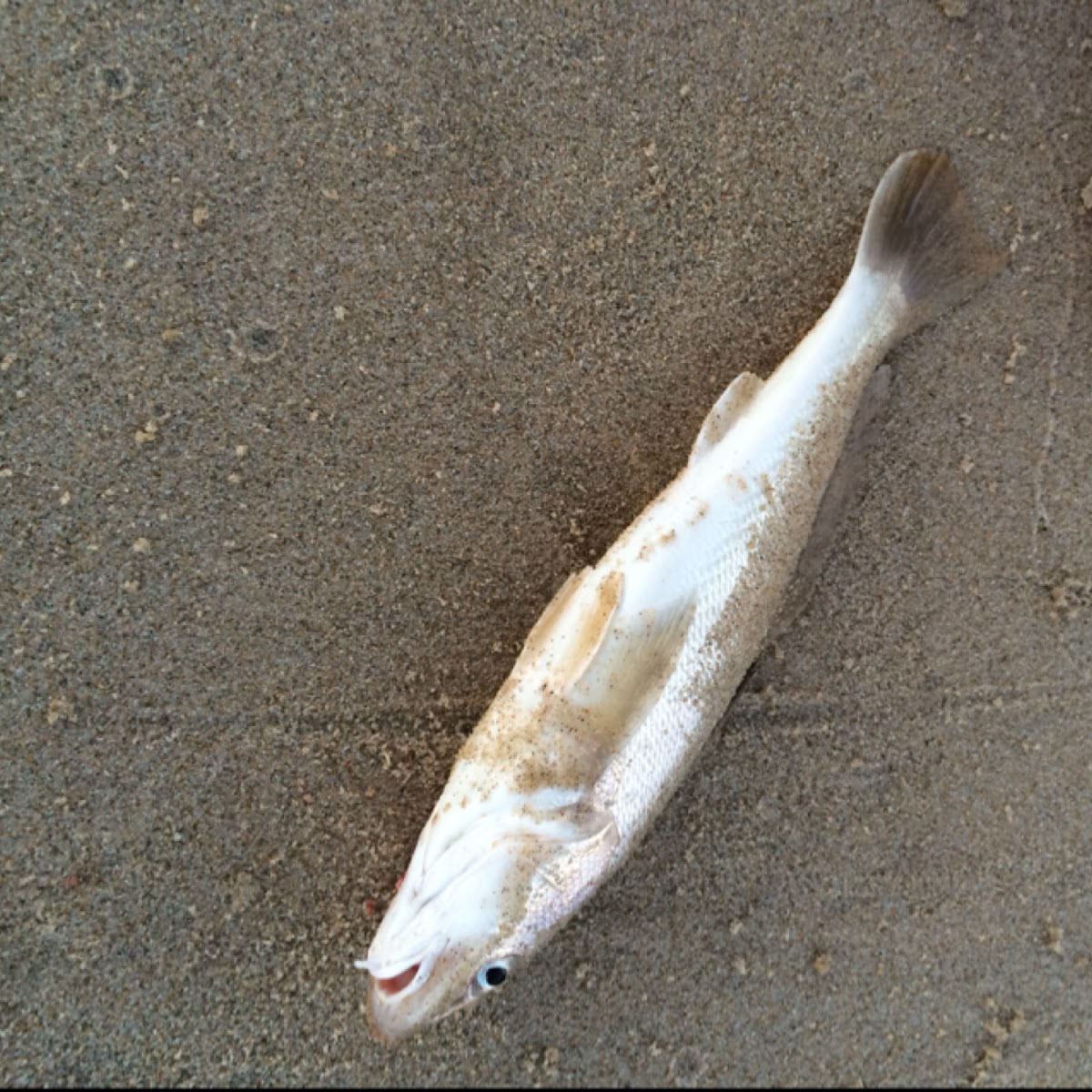 Southern Kingfish