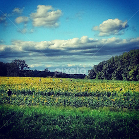 Wondering in the fields of sunflowers by Dianne Collins - Landscapes Prairies, Meadows & Fields