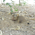 Round-tailed ground squirrel