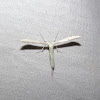 Hellinsia Plume Moth
