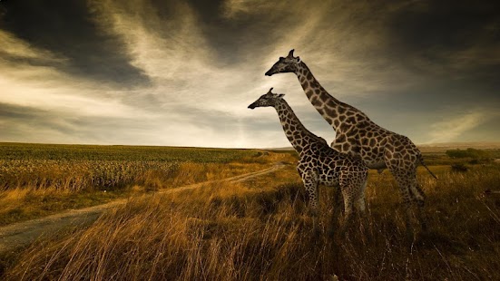 Download iPuzzleU Animals APK