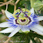 Blue Passion Flower