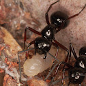 Dome Backed Spiny Ant