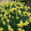 Narcisos. Daffodils
