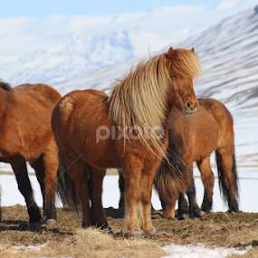 by Áslaug Stefánsdóttir - Animals Horses