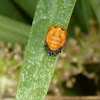 Pupa of a Seven Spotted Lady Bug