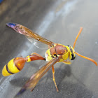 Indian Potter Wasp