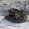 Eastern Diamond-backed rattlesnake