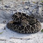 Eastern Diamond-backed rattlesnake