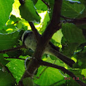 Chickadee