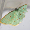 Dotted Emerald Moth