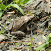 Wood Frog