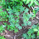 Wild geranium