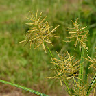 Yellow Nutsedge