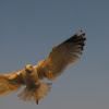 E.Herring Gull(Gaivota argêntea)