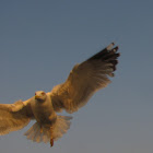 E.Herring Gull(Gaivota argêntea)
