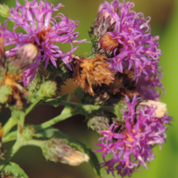 Western Ironweed Project Noah