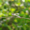Golden-winged Skimmer Dragonfly (female)