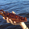 Giant Red Sea Cucumber