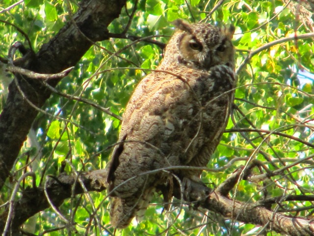 Great Horned Owl ~ Bubo virginianus