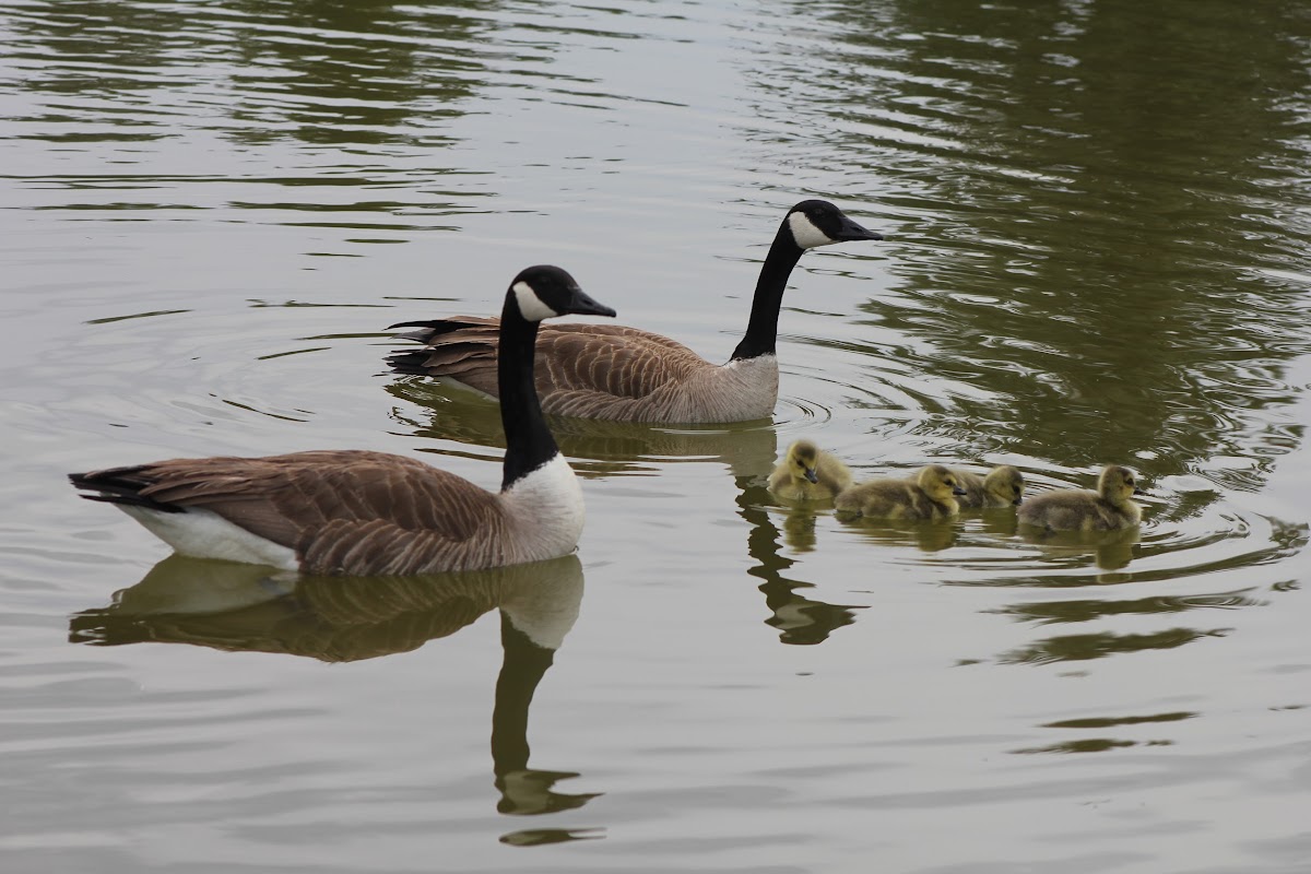 Canadian Geese&Goslings