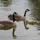 Canadian Geese&Goslings