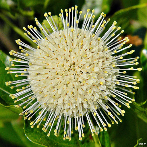 A buttonbush blooming north of Palm Beach, Florida.