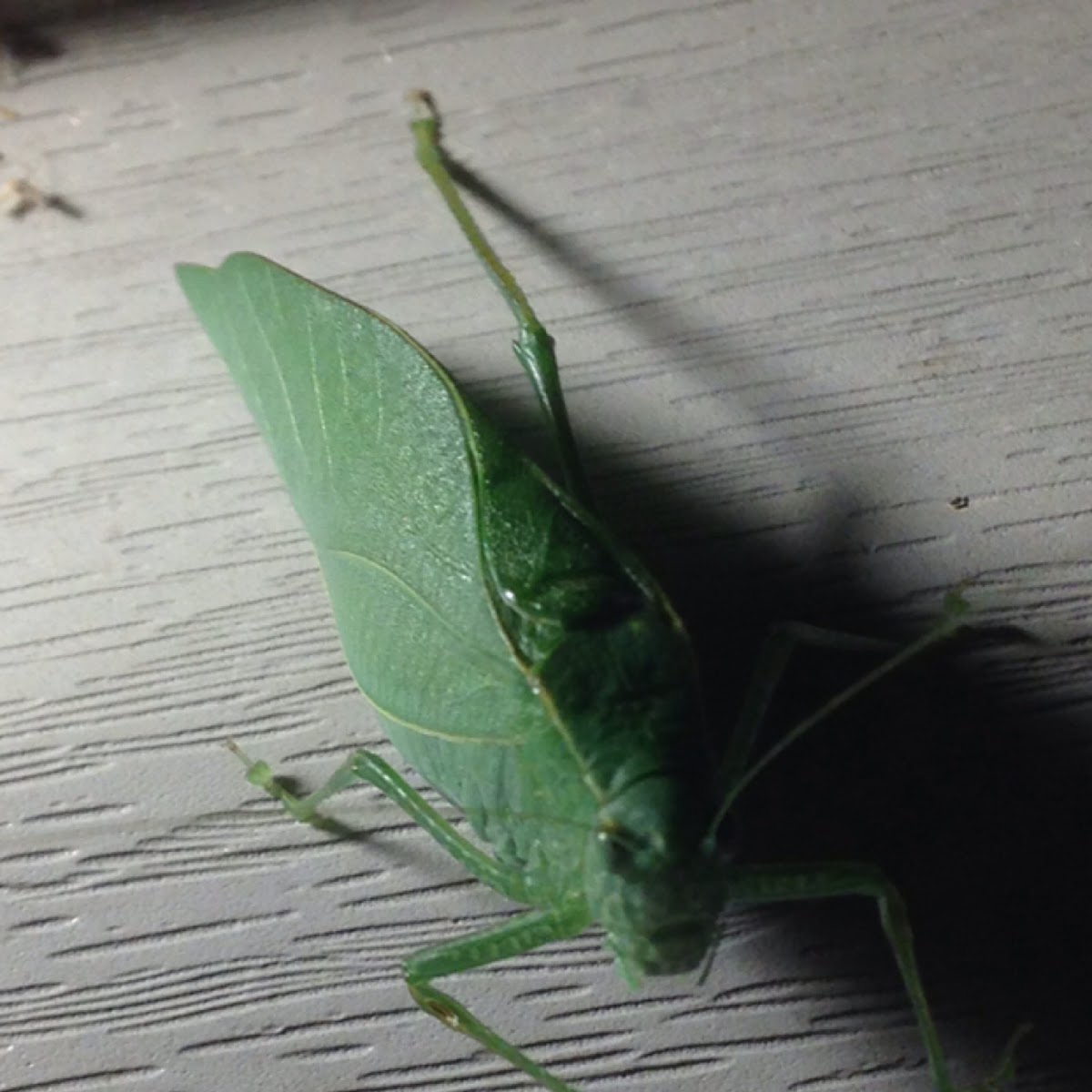 Katydid