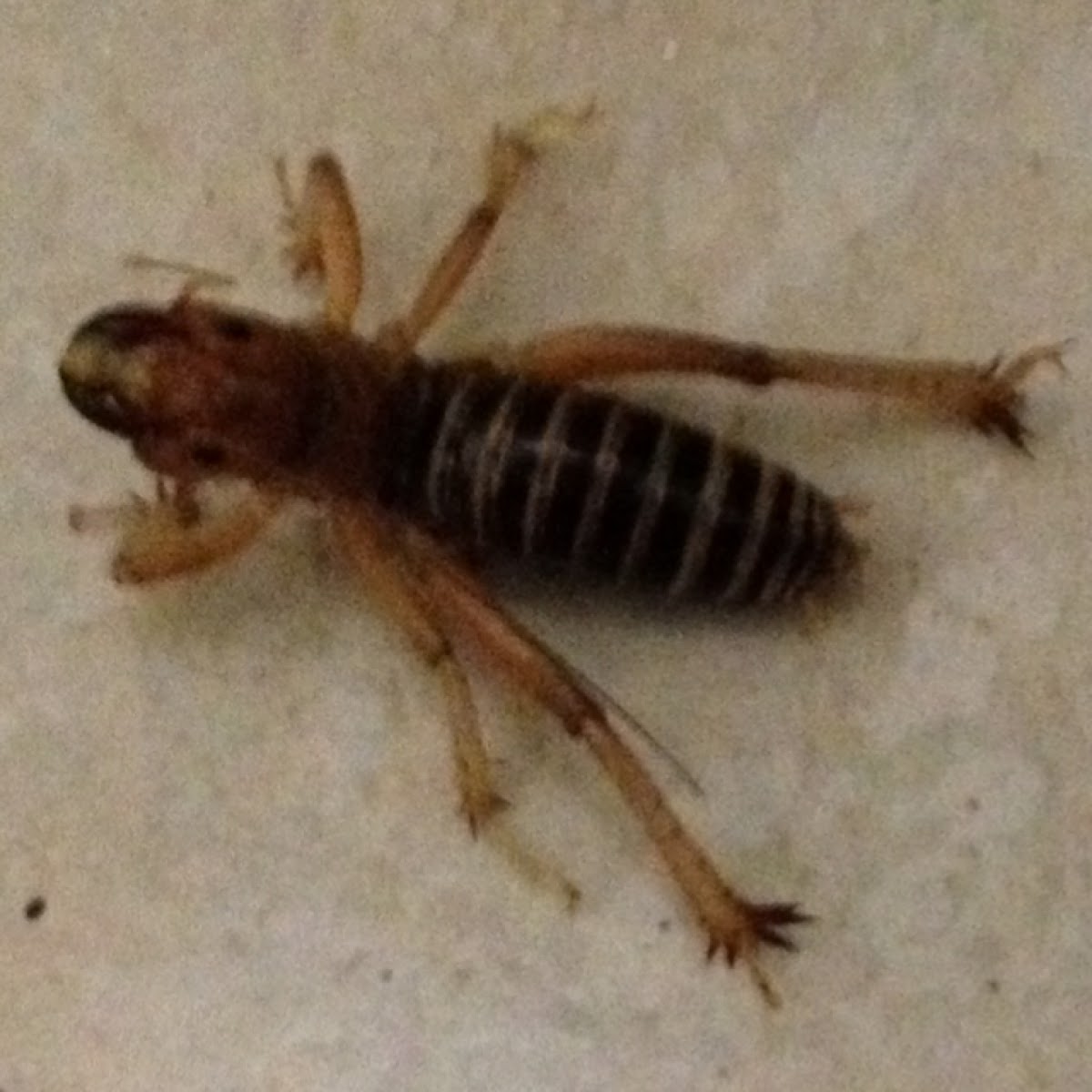 Jerusalem Cricket