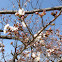 Sakura, cherry blossom