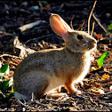 Desert Cotton Tail Rabbit