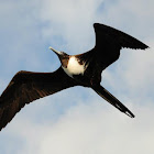 Great Frigate Bird - Female