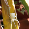 Flower (crab) spider