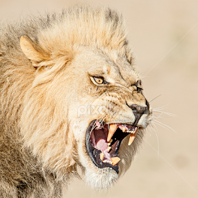 Real Lion in the wild by Johan Barnard - Animals Lions, Tigers & Big Cats