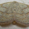 Pannaria Wave Moth